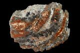 Red/Black, Polished Petrified Wood (Araucarioxylon) - Arizona #165978-1